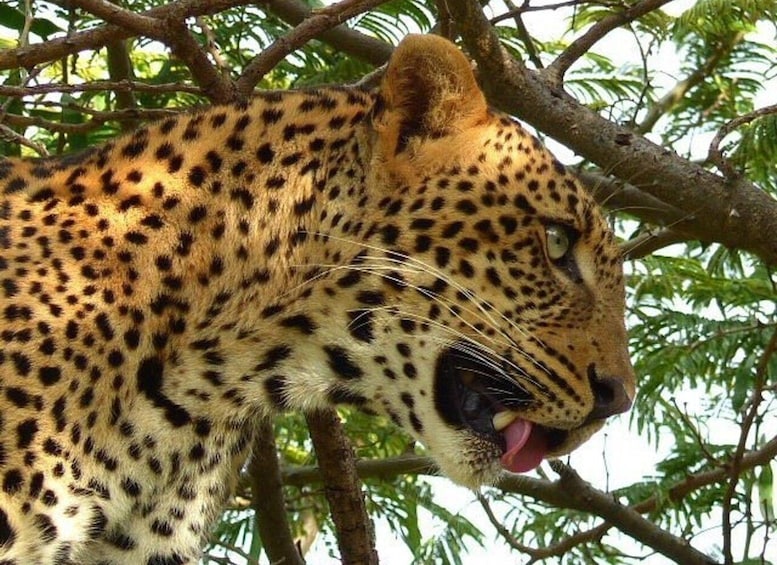 A leopard with dark spots on its fur, positioned among tree branches. 2