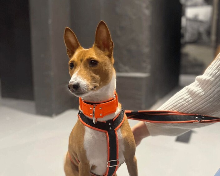 A dog on a leash with a person. 3