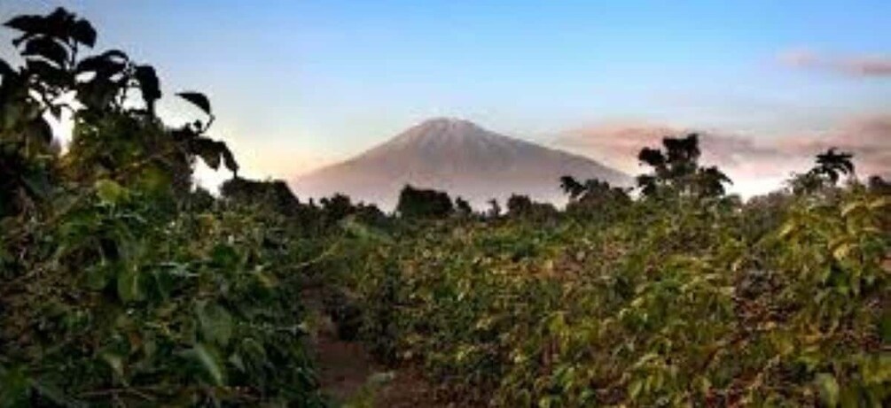 A mountain with a forested foreground. 5