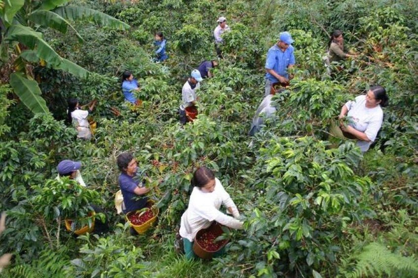People harvesting coffee plants in a lush, green environment. 3