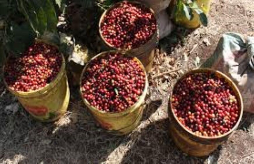 Several buckets filled with red berries, likely cranberries, placed on the ground. 2