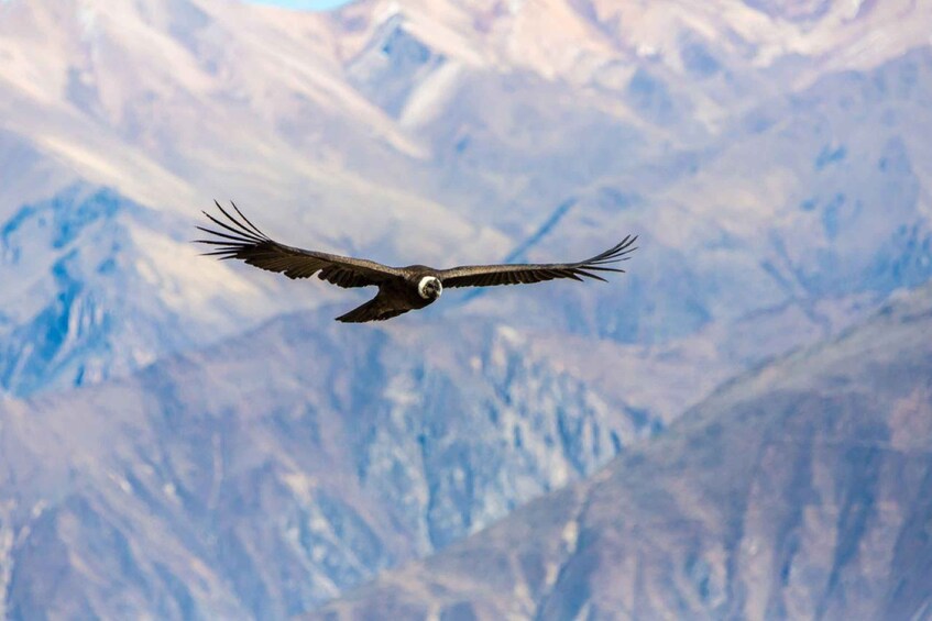 A bird of prey flying over a mountainous landscape. 1