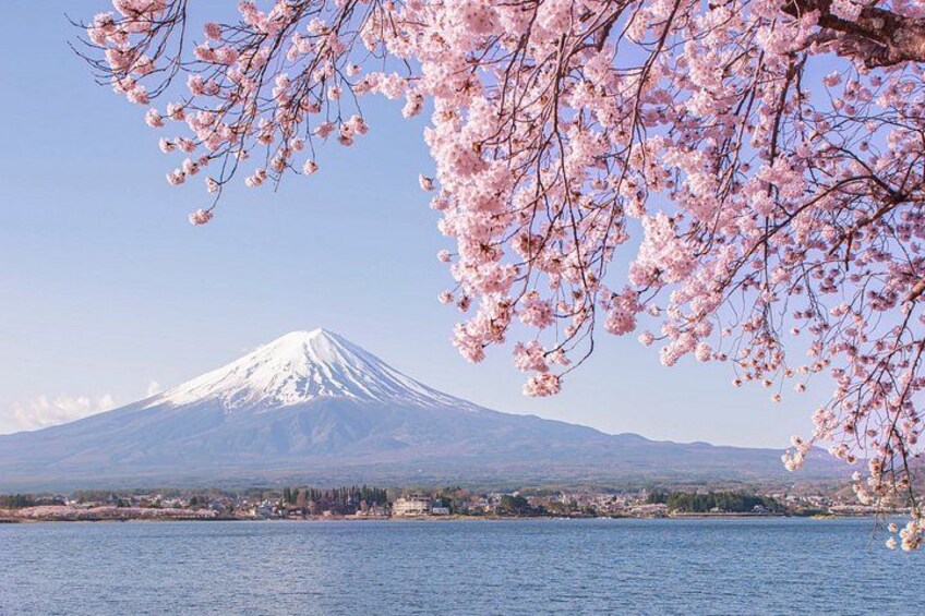 A snow-capped mountain, a body of water, and cherry blossoms. 2
