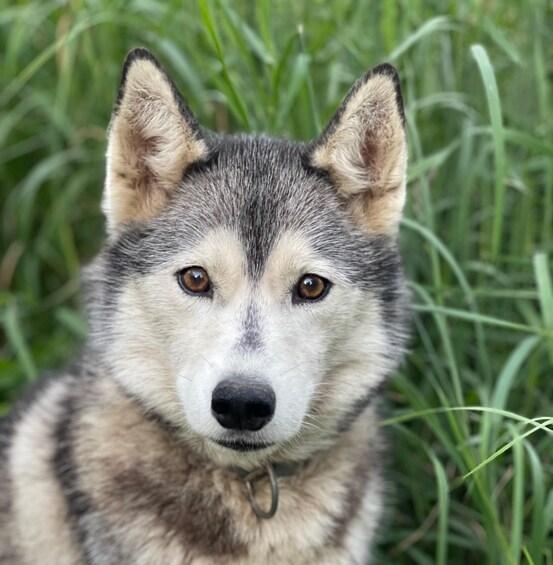 Picture 4 for Activity Fairbanks: Husky Hiking Tour 2