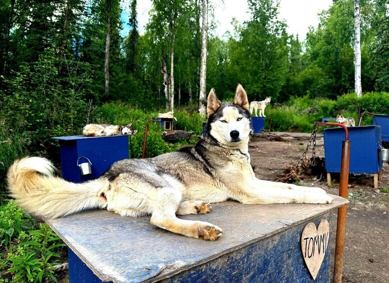 A large dog lying on a wooden platform with a heart-shaped sign that reads "TOMMY". 5