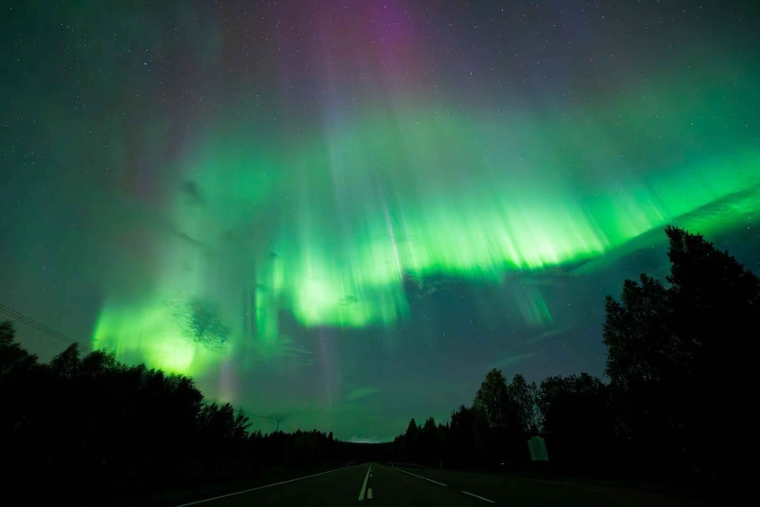 A road with trees and the Northern Lights in the background. 2