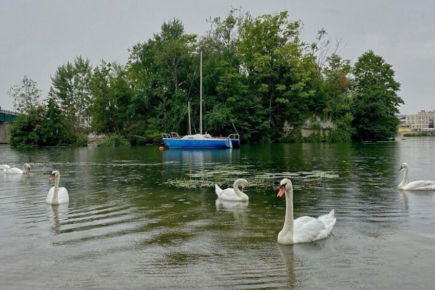 Swans swimming in a body of water with a blue boat and trees in the background. 3