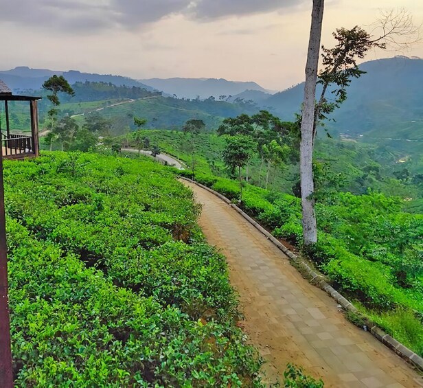 A winding path through lush green tea plantations with distant hills under a cloudy sky. 3