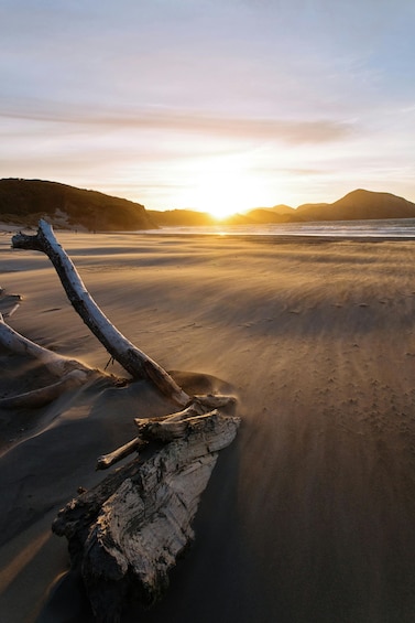 A sunset over a beach with a fallen tree in the foreground. 4