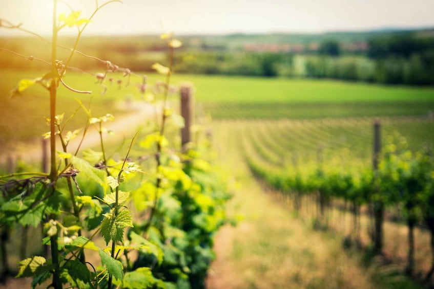 A vineyard with rows of grapevines and a path leading through it. 5