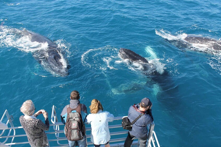 A group of people observing dolphins swimming in the ocean from a boat. 3