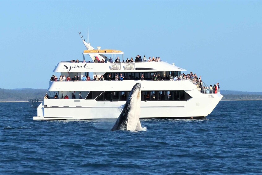 A whale breaching a boat named 'Spirit of Adventure' in a body of water. 1