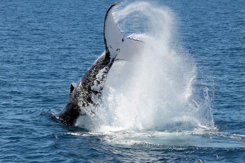 A whale breaching with water splashing around it. 4