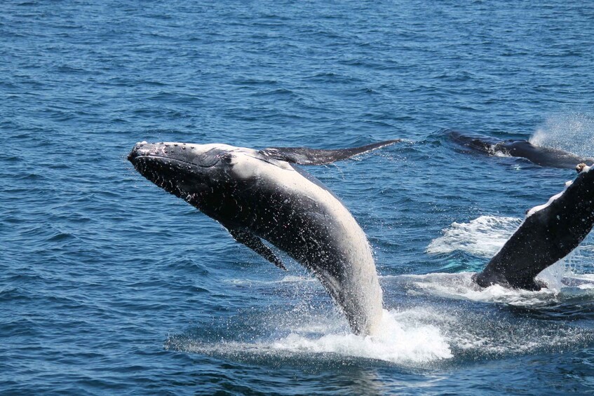A whale breaching with its mouth open in the ocean. 2