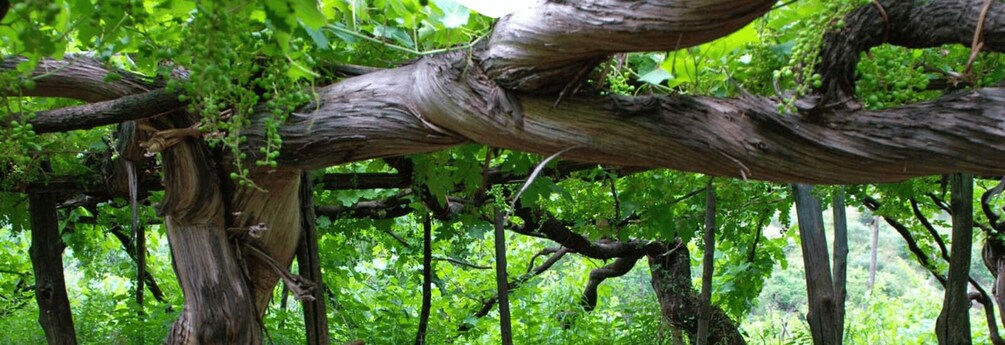 A dense forest with a prominent twisted tree branch. 3