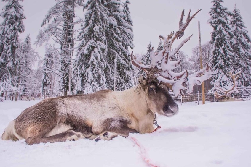 A reindeer lying in the snow with snow-covered trees in the background. 1