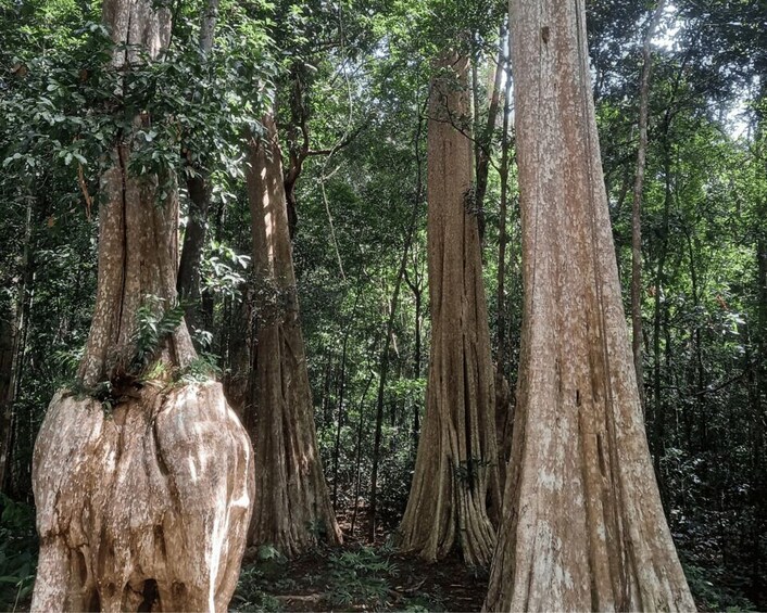A dense forest with tall trees and thick underbrush. 1