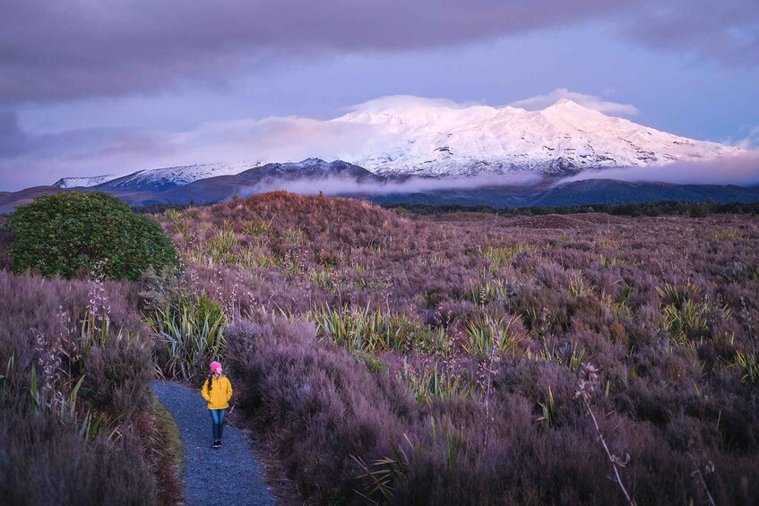 A person in a yellow jacket walking on a gravel path through a field with purple heather and a snow-capped mountain in the background. 4