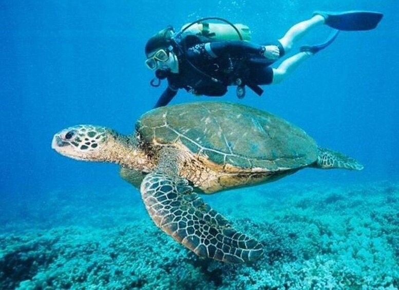 Un buzo nadando con una tortuga marina. 3