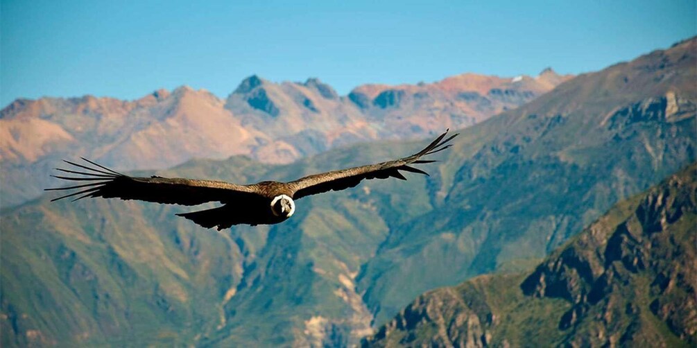 An eagle in flight over a mountainous landscape. 5