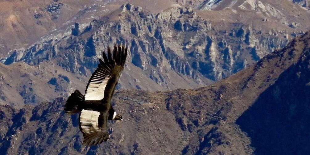 A bird of prey flying over rugged mountains. 4