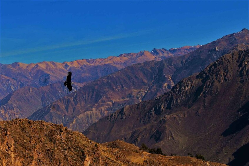 A bird flying over a mountainous landscape. 2