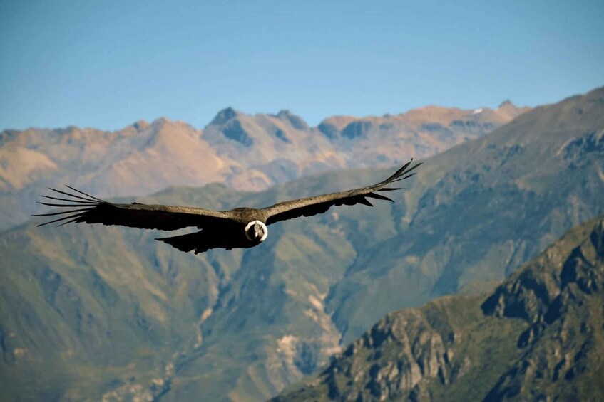 An eagle in flight with a mountainous landscape in the background. 1