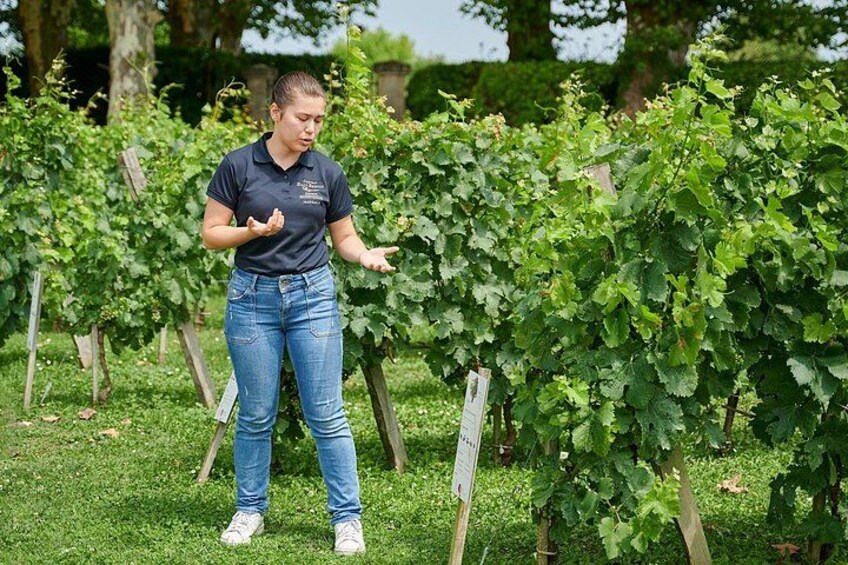 Discovery Tour of Château Haut Breton Larigaudière 3