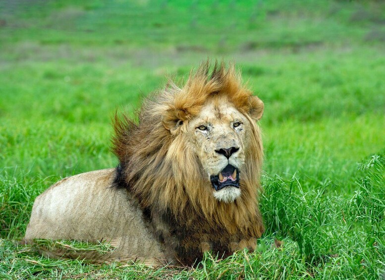 Picture 2 for Activity Best 2-Day Tanzania Safari to Tarangire & Ngorongoro Crater 2
