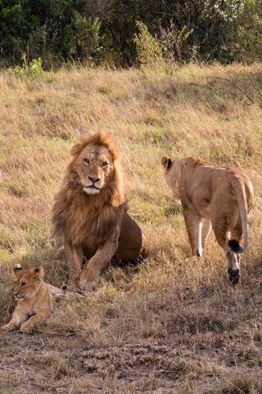 Picture 1 for Activity Best 2-Day Tanzania Safari to Tarangire & Ngorongoro Crater 3