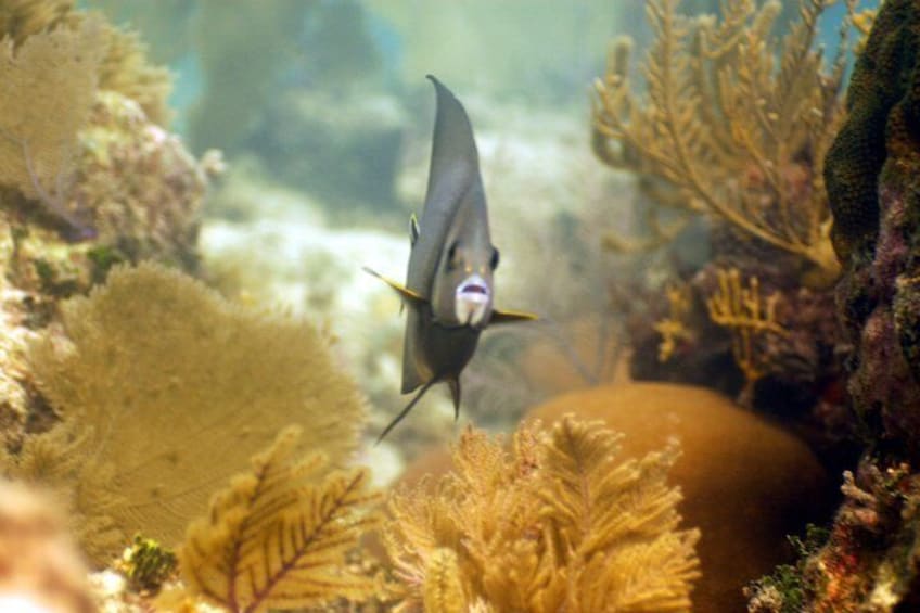 A fish swimming among coral and seaweed in an underwater scene. 4