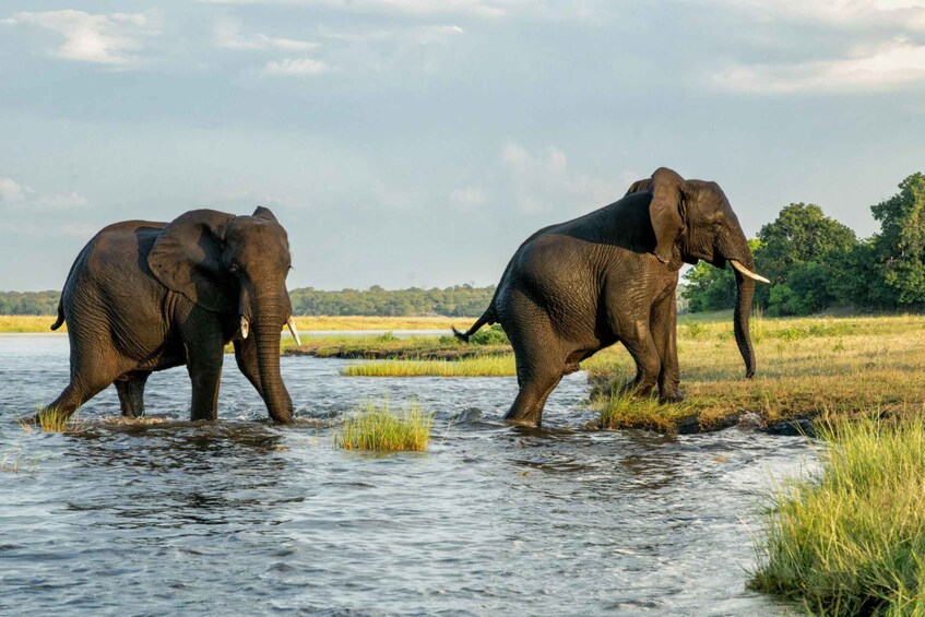 Two elephants walking through a shallow water body with grass and trees in the background. 2