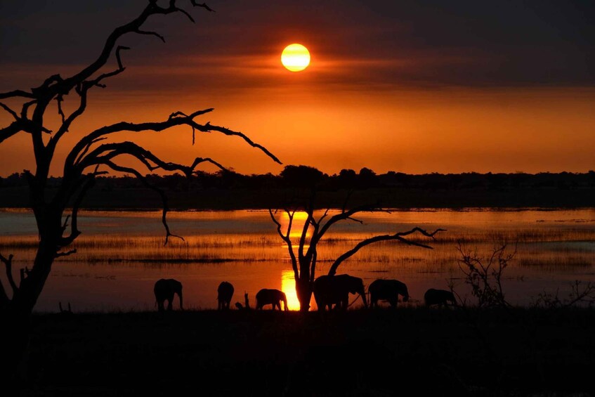 A sunset over a body of water with silhouettes of elephants and a tree. 5