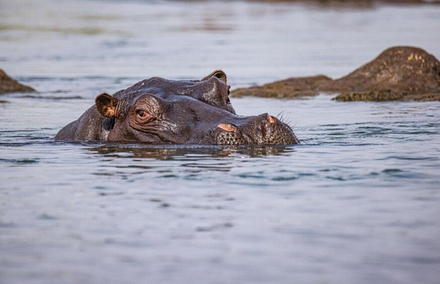 Two hippos partially submerged in water with rocks in the background. 3