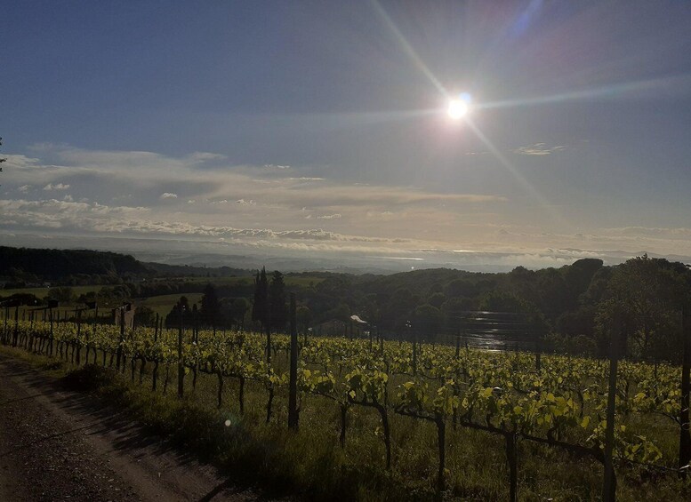 A vineyard with rows of grapevines under a clear sky. 5