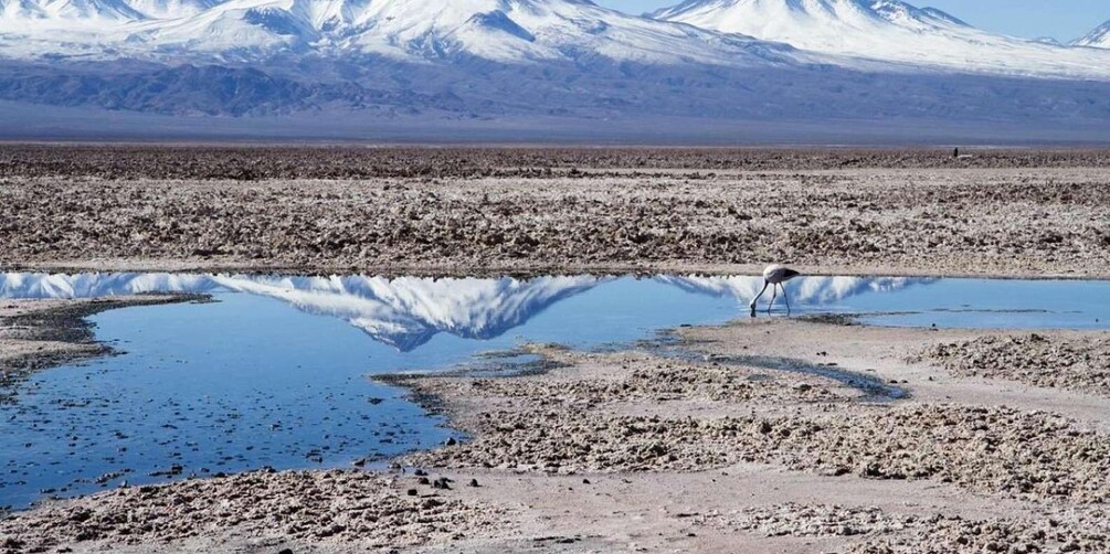 Un ave posada junto a una superficie acuática reflectante, con una montaña nevada al fondo. 5