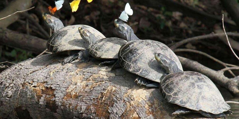 A group of turtles on a log surrounded by branches. 2