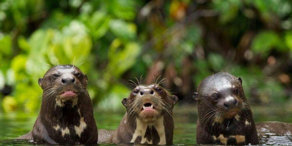 Three otters in water with green foliage in the background. 3