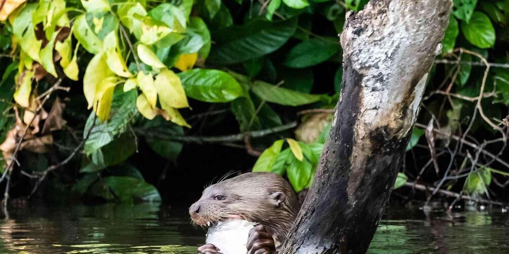An otter holding a fish near a tree in a forested area. 4