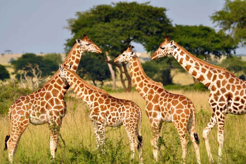 Three giraffes standing in a grassy field with trees in the background. 3