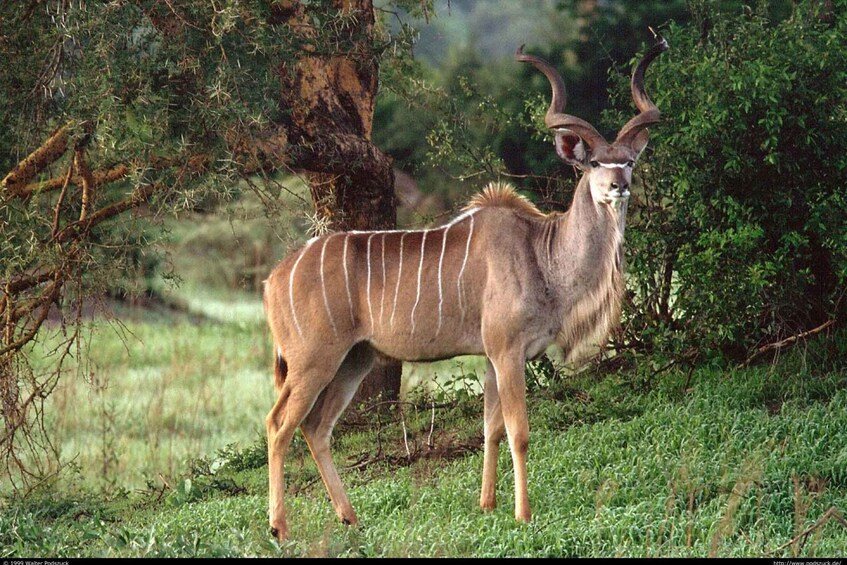 A kudu standing in a grassy area with trees in the background. 5