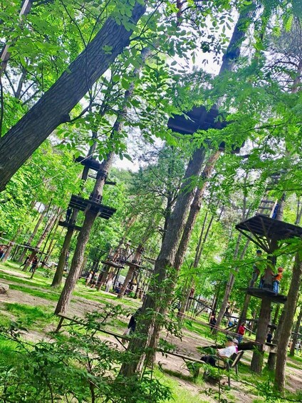 A forested area with wooden platforms and ropes for climbing. 4