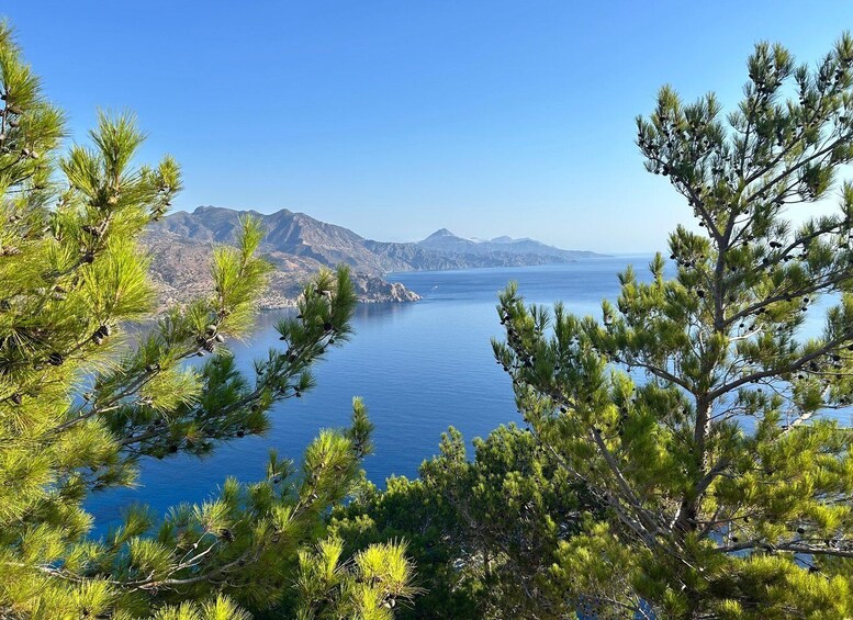 A coastal landscape with pine trees, a calm sea, and distant mountains. 5