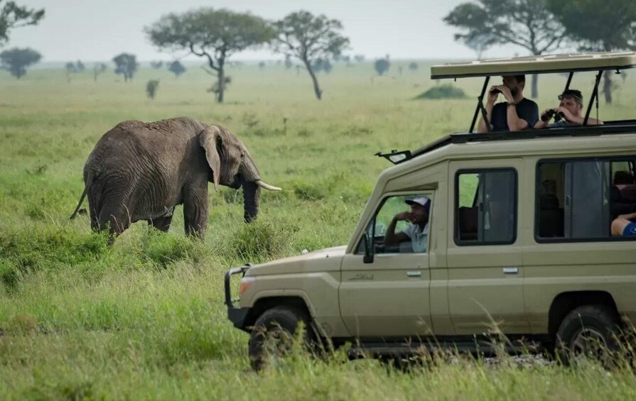 A safari vehicle with passengers observing an elephant in a grassy field. 1