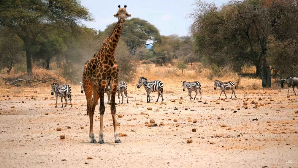 A giraffe standing in a dry savanna with scattered trees and zebras in the background. 3