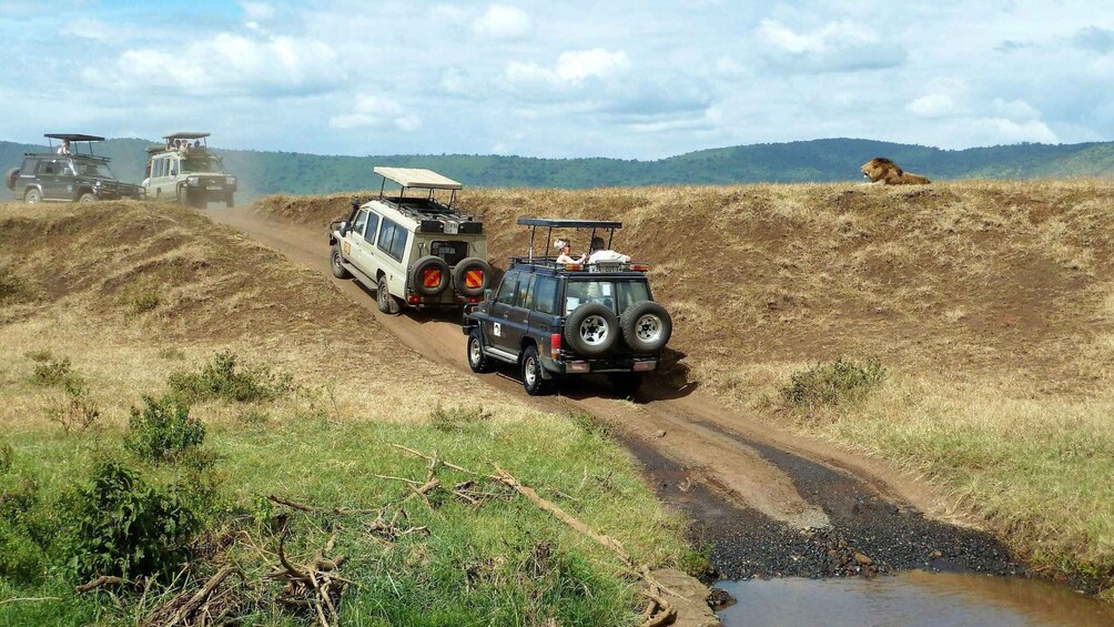 A safari vehicle towing a smaller vehicle on a dirt road with a lioness in the background. 4