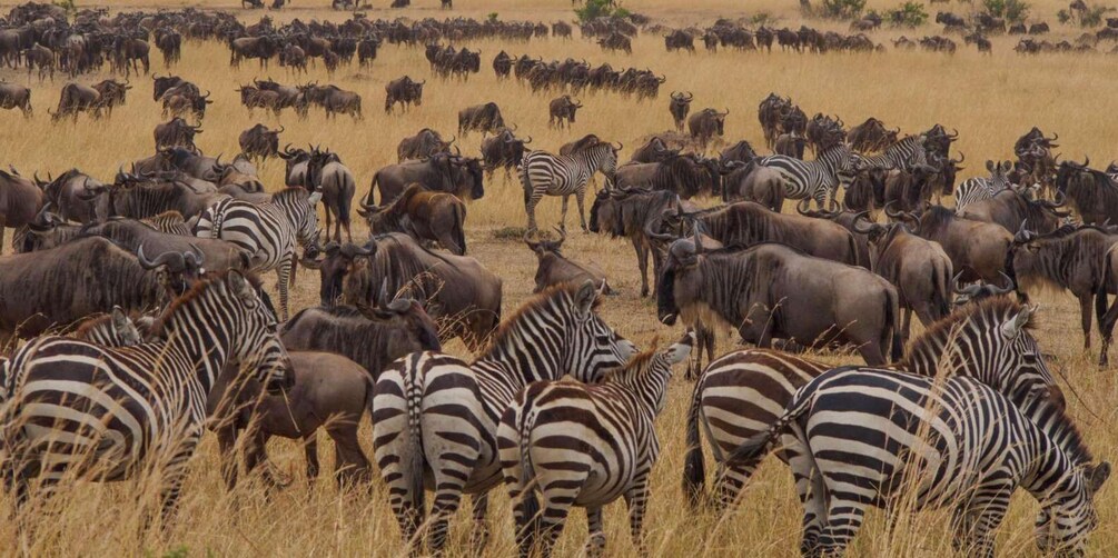 A herd of zebras and wildebeests in a grassy field. 5