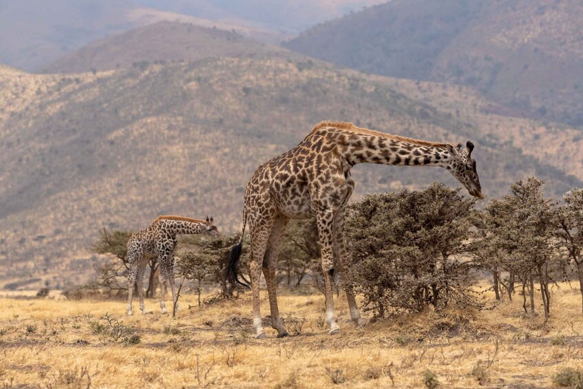 A giraffe grazing in a savanna with sparse trees and mountains in the background. 2