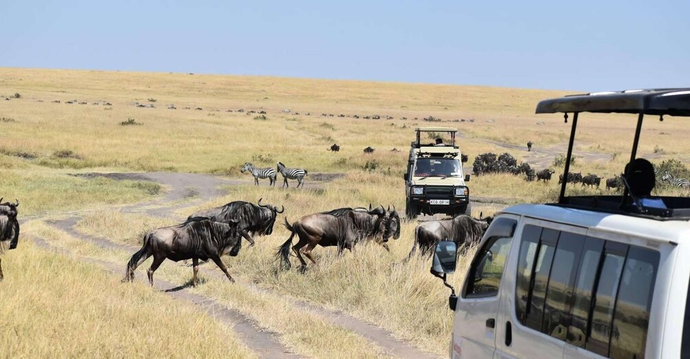 A safari vehicle on a dirt road with wildebeests and zebras in the background. 4