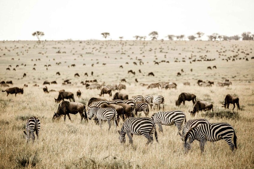 A savannah landscape with zebras and wildebeests grazing. 5